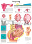 Pregnancy - Anatomical Chart